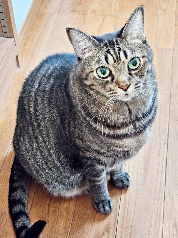 凛々しい顔つきが素敵なビターくん（画像提供：ごんべさん）