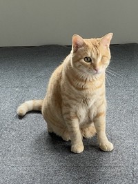 甘えん坊な愛猫とと丸くん