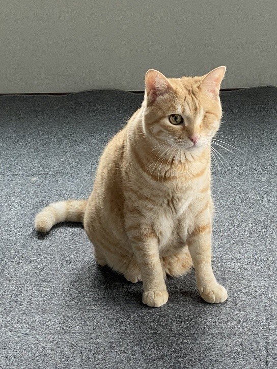 甘えん坊な愛猫とと丸くん