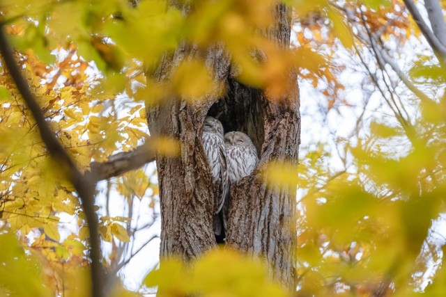 秋の気配の中、寄り添うカップル（画像提供：yupi_hokkaidoさん）
