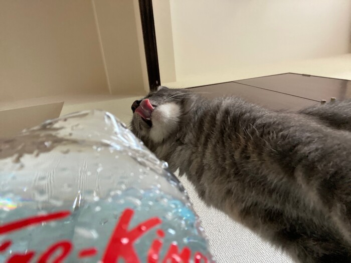 大きなガラスの“計り”に入れた水を飲むジャイブくん。舌なめずりを下から激写（ジャイブの飼い主さん提供）