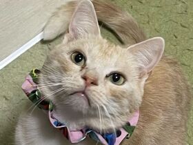 皆の関係を円滑にする家族の要！　アメリカンショートヘアの「ムサシ」