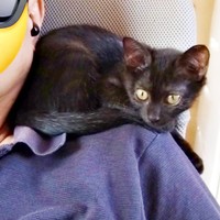 飼い主さんの肩に乗ってくつろぐキキさん（画像提供：三田尻さん）