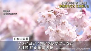 桜の名所に花見を楽しもうと多くの人　宮城・石巻市の日和山公園