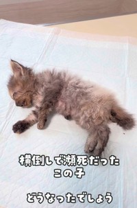 横倒しになり冷たくなっていたサビ猫（かごねこさん提供、Instagramよりキャプチャ撮影）