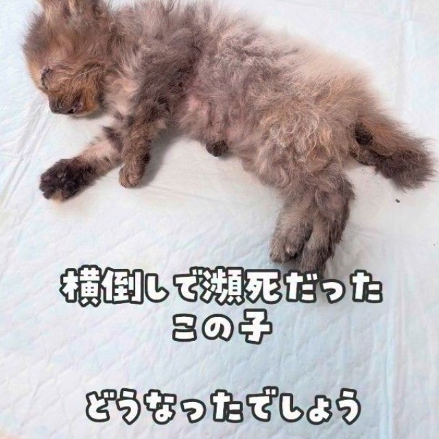 横倒しになり冷たくなっていたサビ猫（かごねこさん提供、Instagramよりキャプチャ撮影）