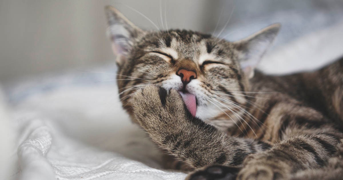 猫が体をなめ続けたり布を食べたりするとき 常同障害という病気かも 薬で治療可能 犬 猫との幸せな暮らしのためのペット情報サイト Sippo