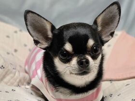 どう？　似合ってる？　新しいお洋服を着ておすまし顔のスムースチワワ「ノアール」