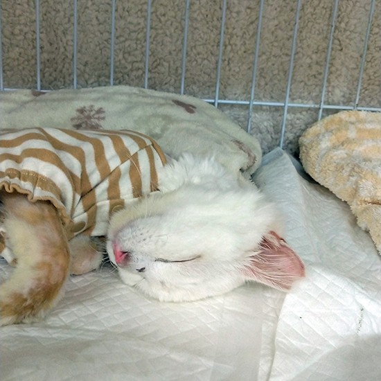 撫でてもらうのが大好き！ 気持ちよくて、ご機嫌になって、うとうとしちゃいます