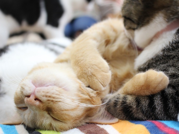 ぐっすり眠るコロネ
