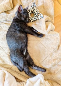 安心してすやすや眠るあんずちゃん（画像提供：きのひとまるさん）