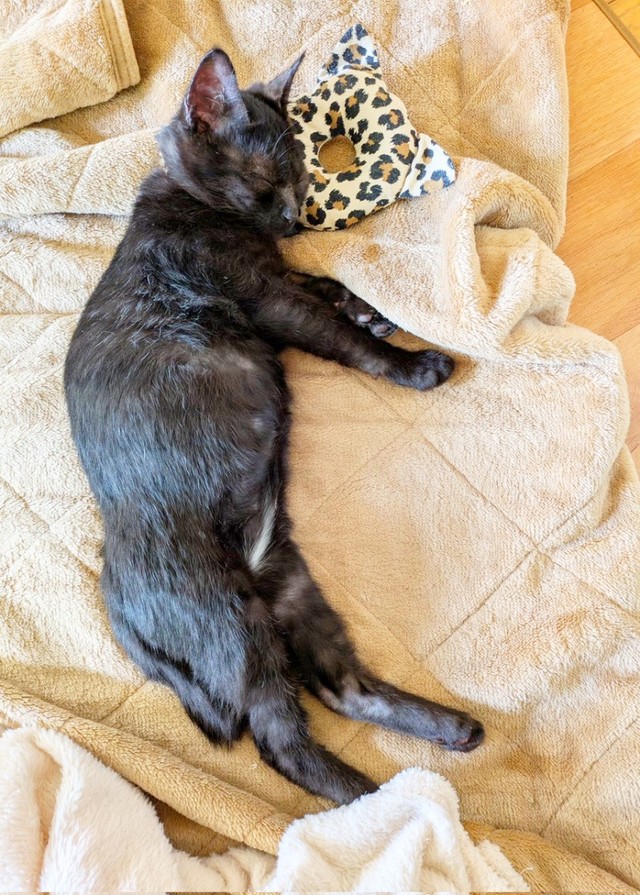 安心してすやすや眠るあんずちゃん（画像提供：きのひとまるさん）