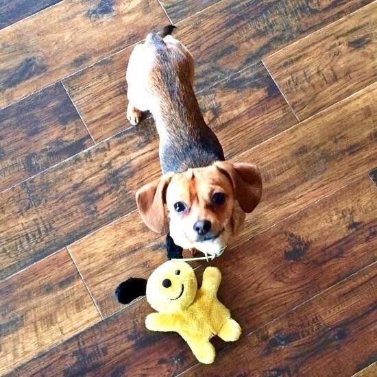 家にきたころの「レトロ」

