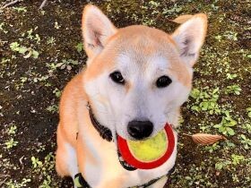 飼い主が盛り上げるほど冷めていく…　柴犬に知らんぷりされず遊ぶにはサプライズ作戦