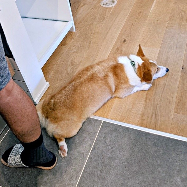 料理中、足元でゴロンと寝そべるニコくん（画像提供：くぅこ@コーギーのいる暮らしさん）