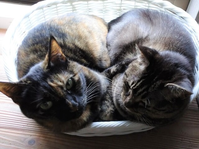 ビビりの モモ まで 留守番中に猫たちがノリノリで遊ぶキャットシッターさん 犬 猫との幸せな暮らしのためのペット情報サイト Sippo ビビりの モモ まで 留守番中に猫たちがノリノリで遊ぶキャットシッターさん 犬 猫との幸せな暮らしのためのペット情報サイト Sippo