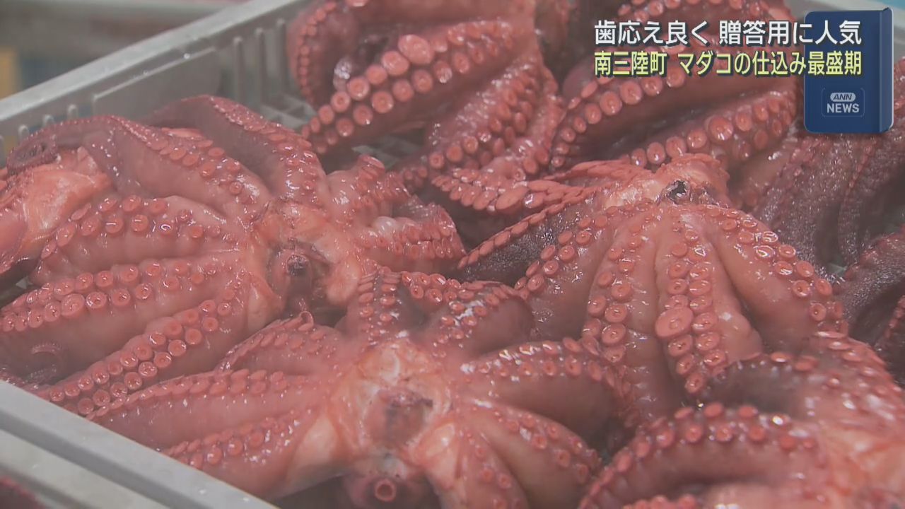 アワビ食べて育ち良い歯ごたえ　正月用タコ茹で上げ　宮城・南三陸町