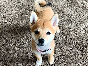 ねぇ、ごはんまだ？　早く食べ終わってよ～　豆柴「きなこ」