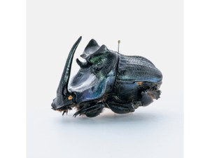 昆虫好きも驚愕する「BRUTUS特別編集 合本 珍奇昆虫 Bizarre Insects Handbook」