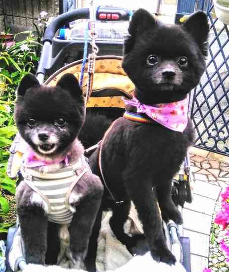 いつもお揃いのバンダナでお出かけ