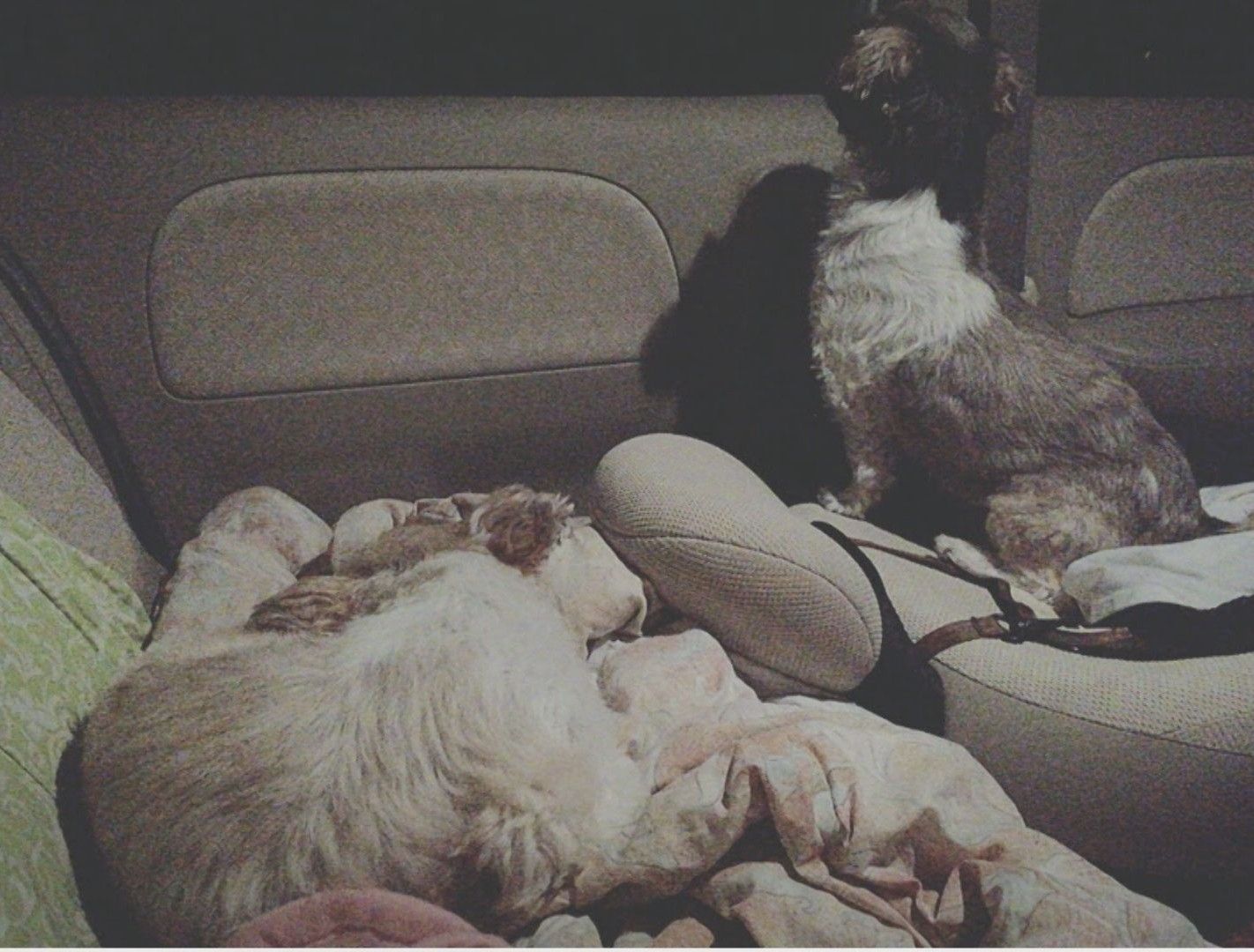 2016年4月　愛犬と車中泊