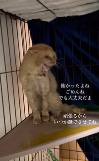 保護して1日目。人が苦手で、威嚇していました(まねきねこさん提供、Instagramよりキャプチャ撮影)