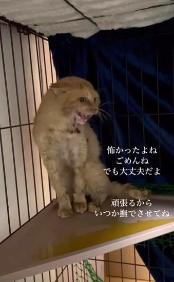 保護して1日目。人が苦手で、威嚇していました(まねきねこさん提供、Instagramよりキャプチャ撮影)