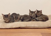 クーラーをつけたら集まってきたキジトラ一家=きじとら３姉妹の毎日めろん・すいか・ももさん（@meronmomosuika）提供