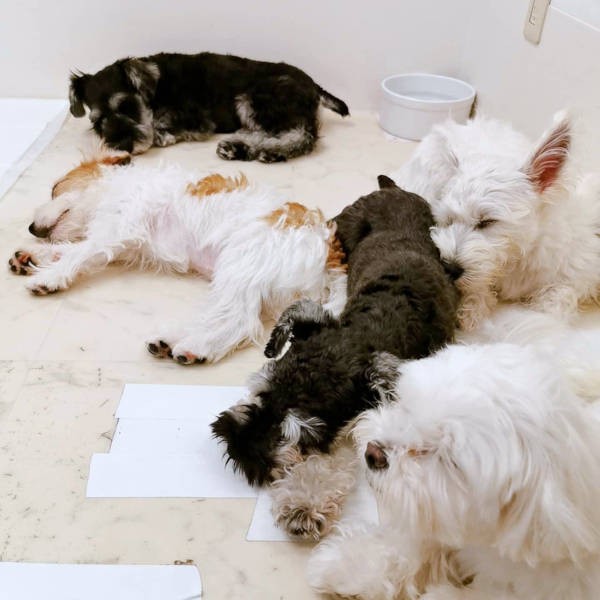 いっぱい遊んで、ごはんをしっかり食べたら、みんな電池切れで爆睡