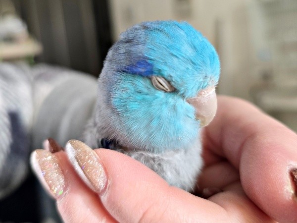 抱っこからおろされたくないルゥくん。寝たふりを始めました（画像提供：saekoさん）