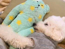 起こさないでね～　お散歩を終えて気持ちよく熟睡中のトイプー「むった」