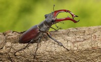 クワガタムシ　※画像はイメージです（abet/stock.adobe.com）