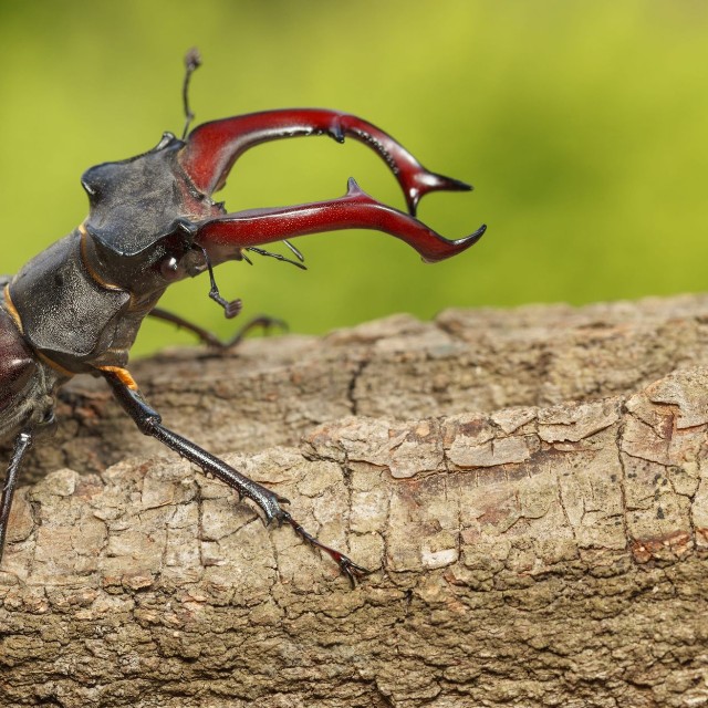 クワガタムシ　※画像はイメージです（abet/stock.adobe.com）