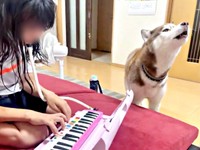 鍵盤ハーモニカの音に合わせて歌い出すモヒートくん（画像提供：mojitohuskyさん）