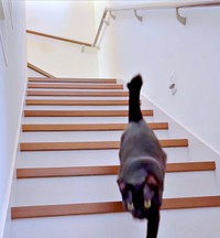 「ニャ、ニャ、ニャ、ニャーン！」と勢いよく階段を駆け降りるポルちゃん（画像提供：つんさん）