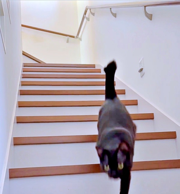 「ニャ、ニャ、ニャ、ニャーン！」と勢いよく階段を駆け降りるポルちゃん（画像提供：つんさん）