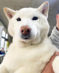冬毛もふもふのまつちゃん（画像提供：白柴まつさん）