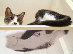 香箱座り、肉球、オヤツをなめる舌……猫の裏側はこうなっていた！　猫の裏側の愛で方