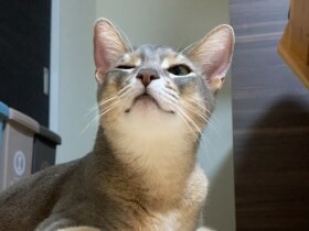 ウィンクする猫　箱で遊ぶのが楽しすぎる猫も〈sippoおもしろ写真〉