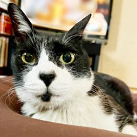 カメラを見つめる瞳が穏やかなこてつくん（画像提供：お母ちゃん こてつ ぜんさん）