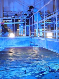 バックヤードツアーも実施　提供：四国水族館