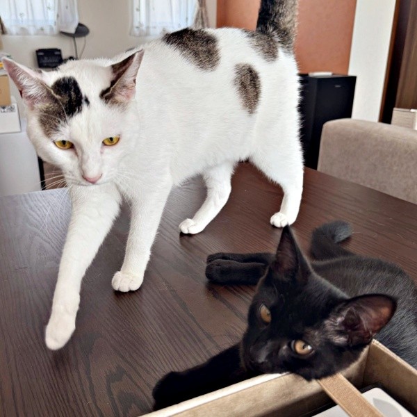 いつもそばにいる（左から）鈴ちゃん、乃愛ちゃん（画像提供：桃丸さん）