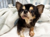 瀕死の状態で彷徨っているところを保護された老犬のチワワ・エア