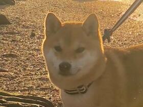 海辺のキャンプ場へ　美しい日の出を浴びて元気チャージ！柴犬「ゆり」