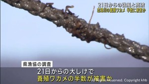 強風と高波で養殖ワカメ半数に被害　宮城・志津川湾