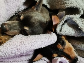 家で迎えてくれる愛犬たちのぬくもりに支えられた2022年　幸せはいつも隣に