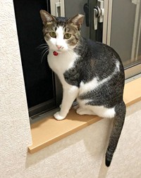 窓辺でニャルソックするすずちゃん（画像提供：ハミィさん）