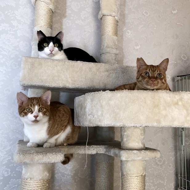 家に来た順に、上からひたちくん、真ん中サスケくん、下がまるるくん