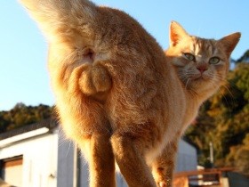 夕刊紙「日刊ゲンダイ」が猫の特集号「ニャンダイ」作ったワケ　予想外の反響も！