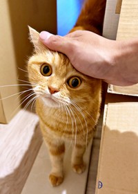 まん丸おめめが愛らしいにゃむちゃん（画像提供：にゃむさん）